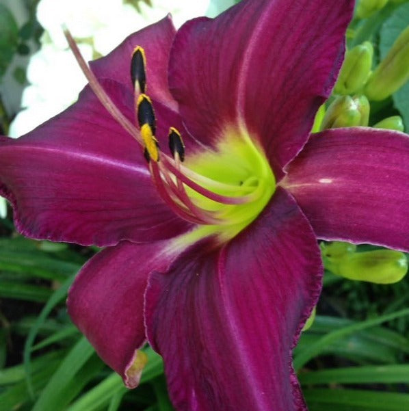 Wayside King Royale Daylily from Oakes Daylilies
