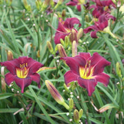 Wayside King Royale Daylily from Oakes Daylilies