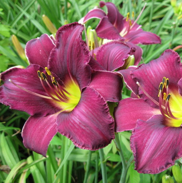 Wayside King Royale Daylily from Oakes Daylilies