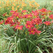 Wayside Red Ensign Daylily from Oakes Daylilies