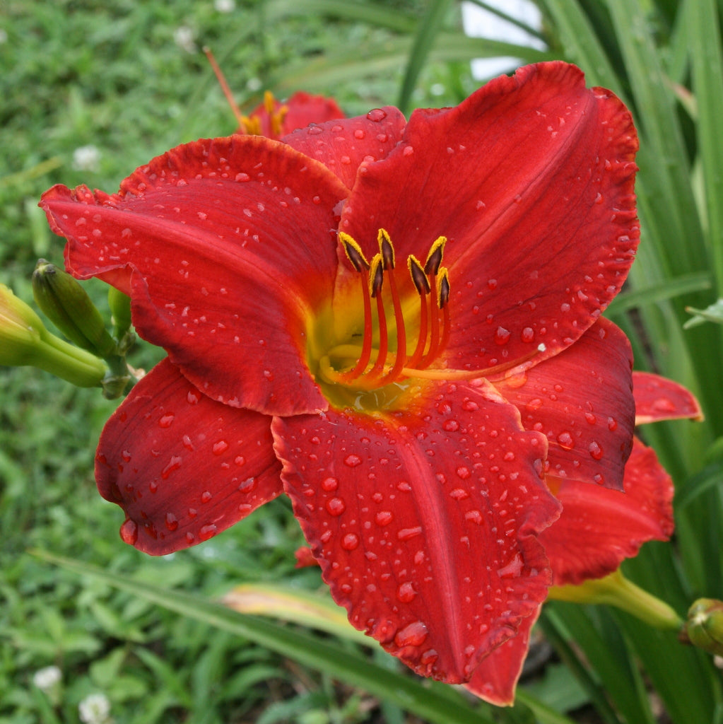 Wayside Red Ensign Daylily | Bright Red Blooms