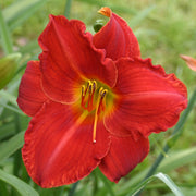 Wayside Red Ensign Daylily from Oakes Daylilies
