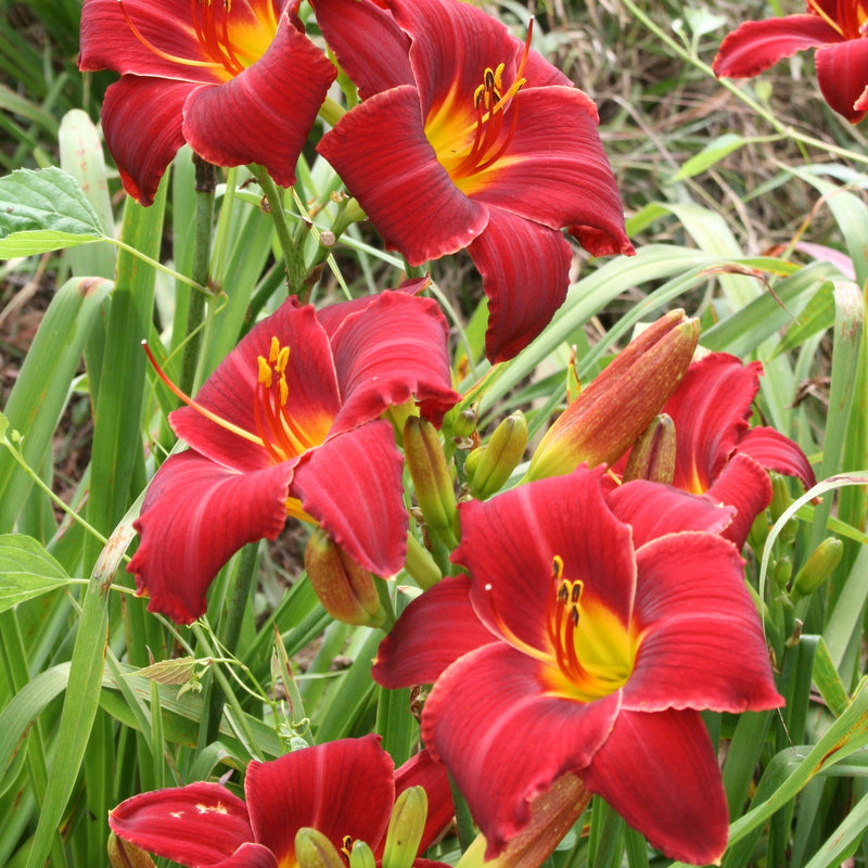 Wayside Americana Daylily | Big Red Blooms | Oakes Daylilies