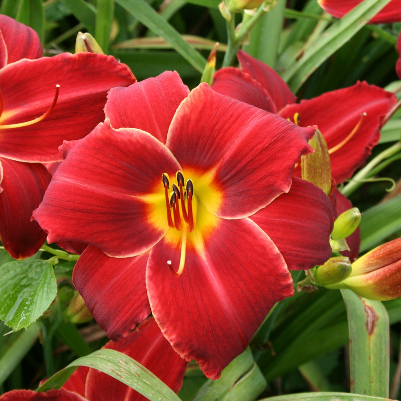 Wayside Americana Daylily