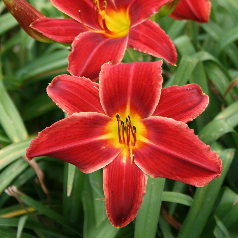 day lily flower Wayside Americana Daylily | Big Red Blooms