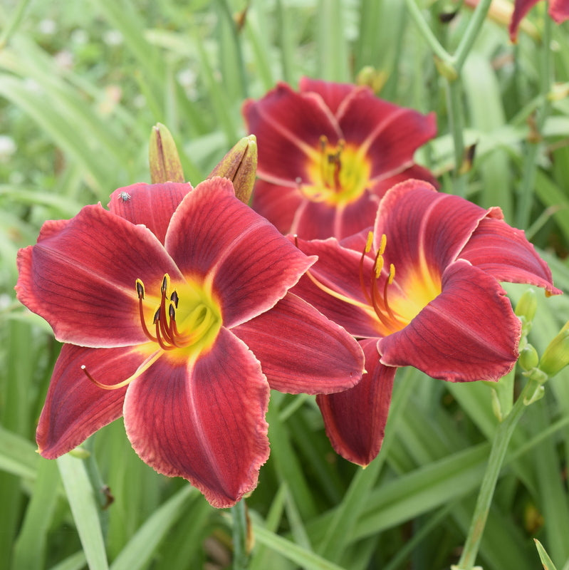 yupiアメリカンフラワー Wayside Americana Daylily | Big Red Blooms | Oakes Daylilies