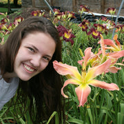 Webster's Pink Wonder Daylily from Oakes Daylilies