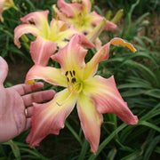 Webster's Pink Wonder Daylily from Oakes Daylilies