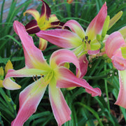 Webster's Pink Wonder Daylily from Oakes Daylilies