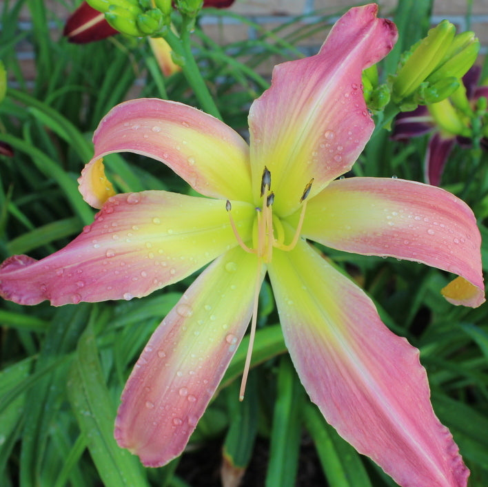 Webster's Pink Wonder Daylily from Oakes Daylilies