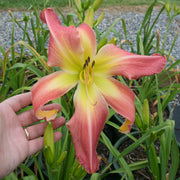 Webster's Pink Wonder Daylily from Oakes Daylilies