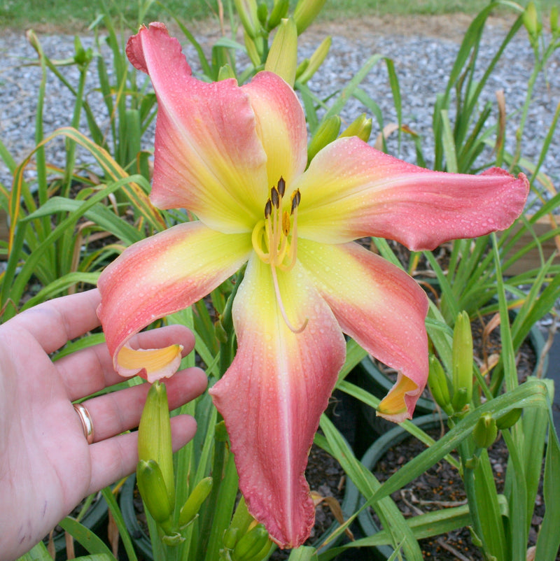 Webster's Pink Wonder Daylily from Oakes Daylilies