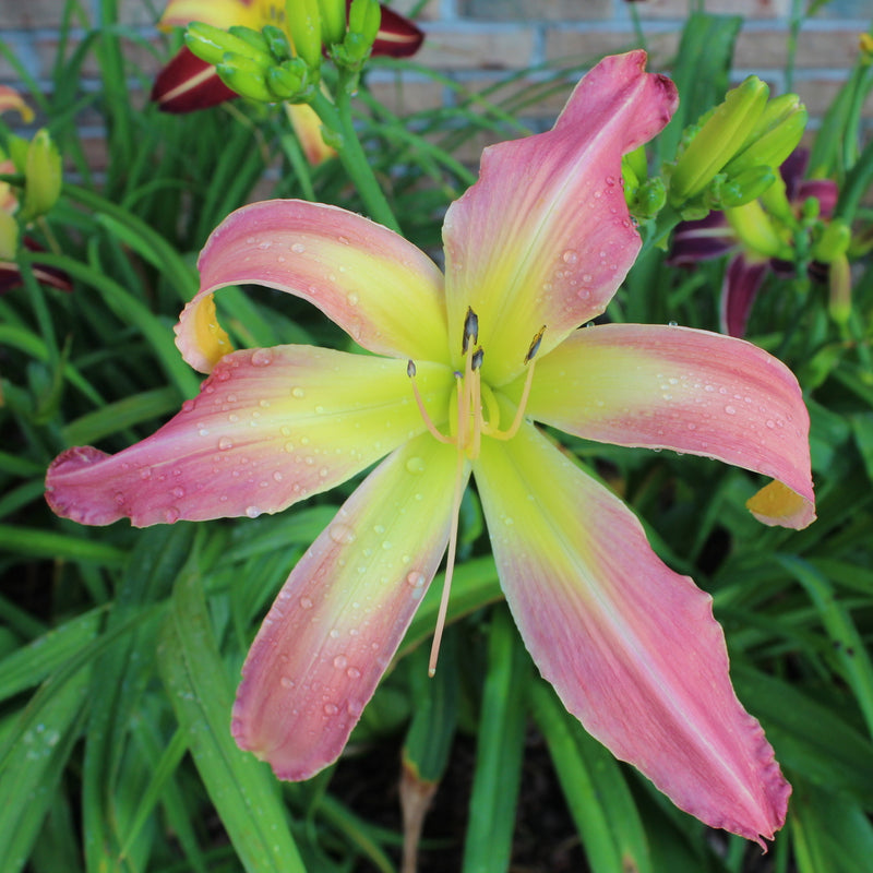 Webster's Pink Wonder Daylily from Oakes Daylilies