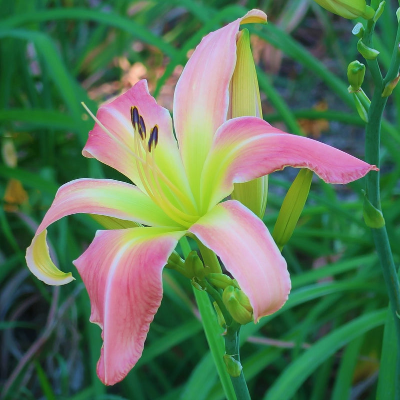 Webster's Pink Wonder Daylily from Oakes Daylilies