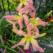Webster's Pink Wonder Daylily from Oakes Daylilies