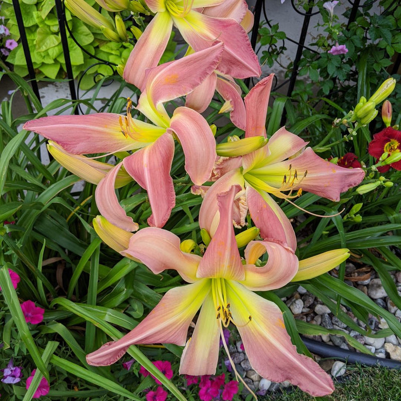 Webster's Pink Wonder Daylily from Oakes Daylilies
