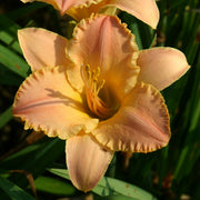 Welcome Mat Daylily from Oakes Daylilies 