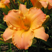 Welcome Mat Daylily from Oakes Daylilies 