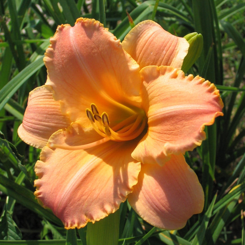 Welcome Mat Daylily from Oakes Daylilies 