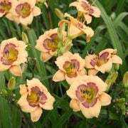 Whimsical Witch Daylily from Oakes Daylilies
