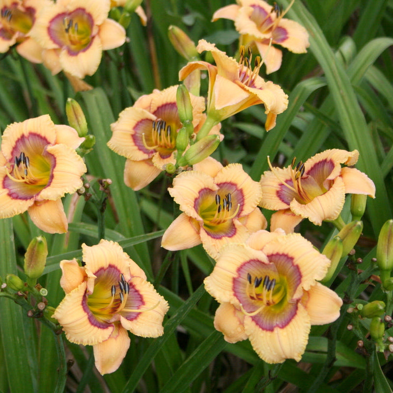 Whimsical Witch Daylily from Oakes Daylilies