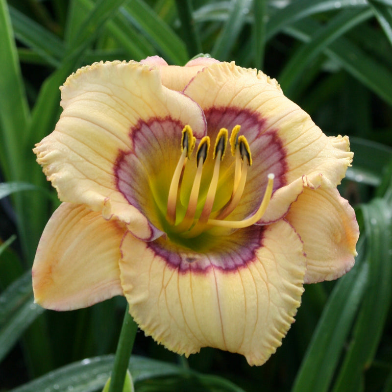 Whimsical Witch Daylily from Oakes Daylilies