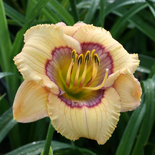 Whimsical Witch Daylily from Oakes Daylilies