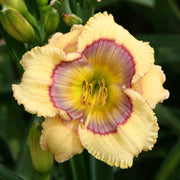 Whimsical Witch Daylily from Oakes Daylilies