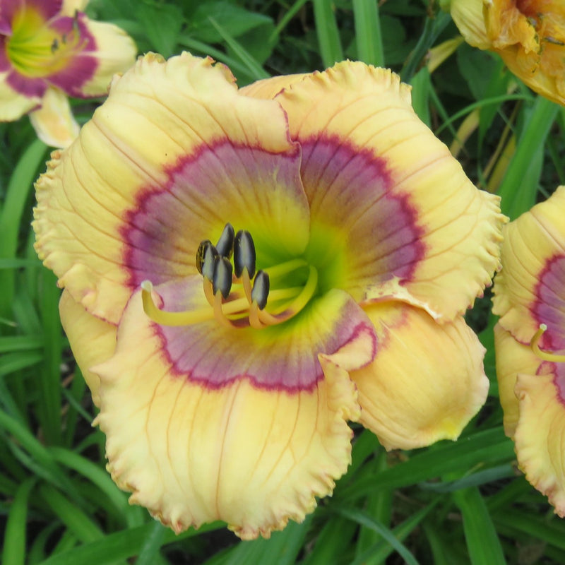 Whimsical Witch Daylily from Oakes Daylilies