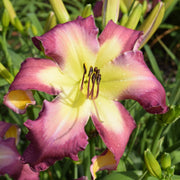 White Eyes Pink Dragon Daylily from Oakes Daylilies