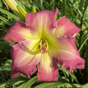 White Eyes Pink Dragon Daylily from Oakes Daylilies