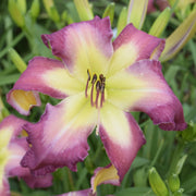 White Eyes Pink Dragon Daylily from Oakes Daylilies