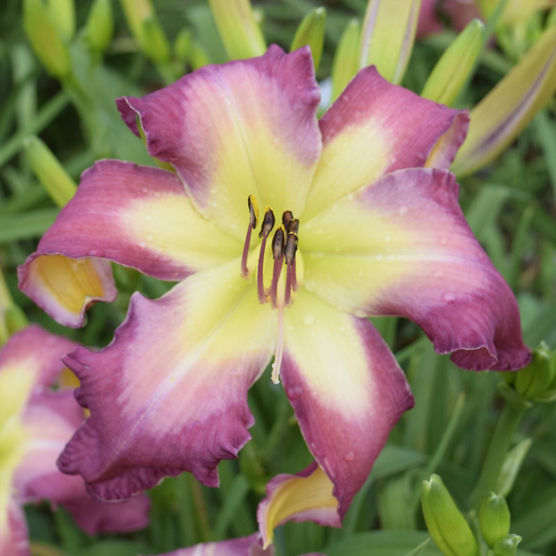 White Eyes Pink Dragon Daylily from Oakes Daylilies