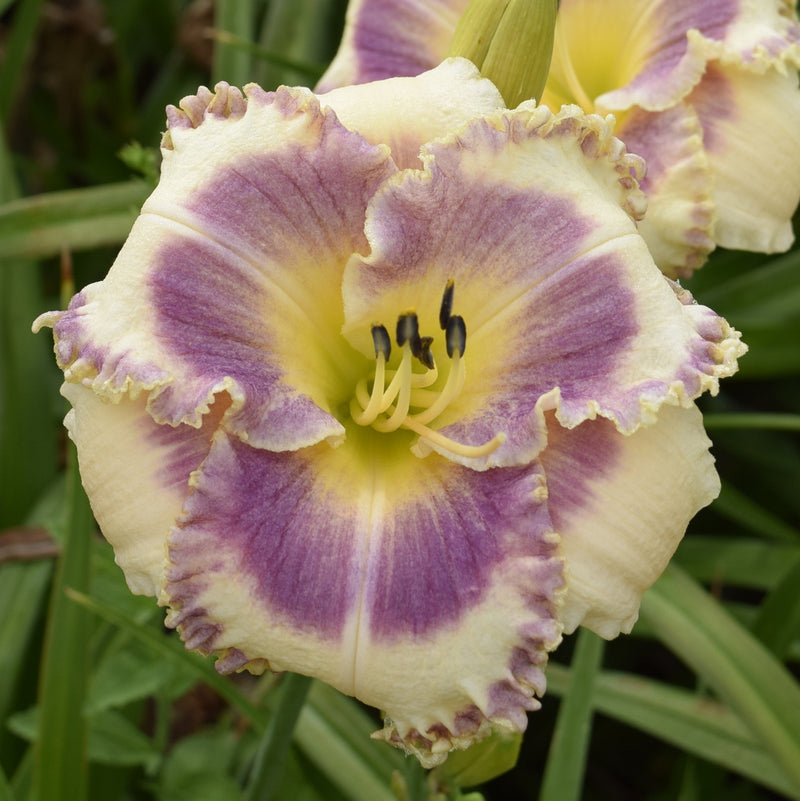 Windham Dragonfly Hunter Daylily from Oakes Daylilies