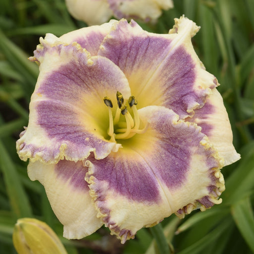 Windham Dragonfly Hunter Daylily from Oakes Daylilies