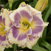 Windham Dragonfly Hunter Daylily from Oakes Daylilies