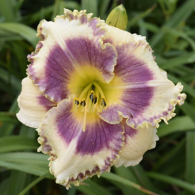 Windham Dragonfly Hunter Daylily from Oakes Daylilies