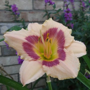 Wineberry Candy Daylily from Oakes Daylilies