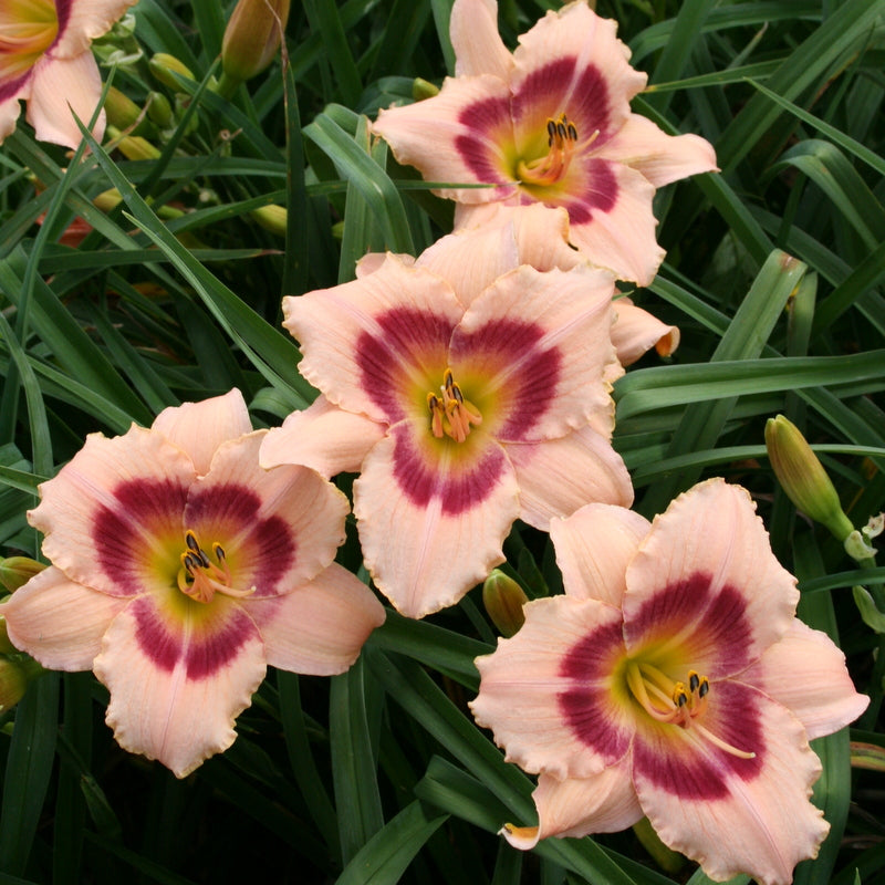 Wineberry Candy Daylily from Oakes Daylilies