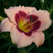 Wineberry Candy Daylily from Oakes Daylilies