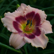 Wineberry Candy Daylily from Oakes Daylilies