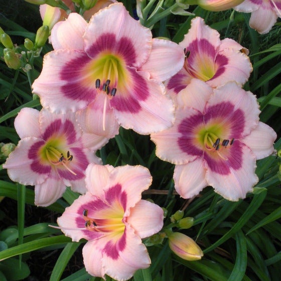 Wineberry Candy Daylily from Oakes Daylilies