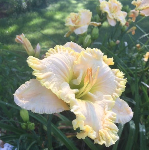 white day lily Wonder Of It All Daylily | Stunning Daylily