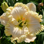 Wonder Of It All Daylily from Oakes Daylilies