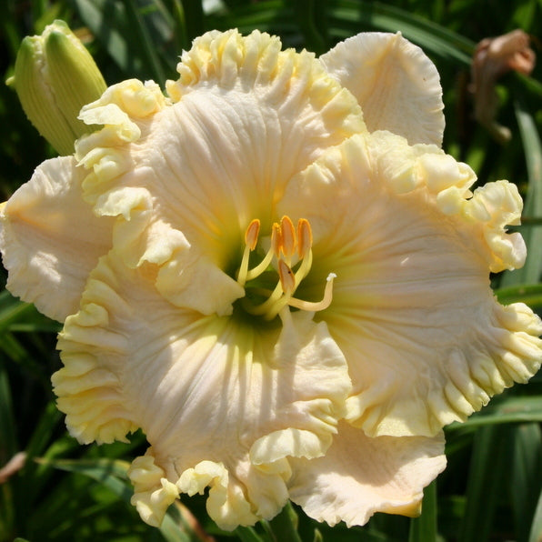 Wonder Of It All Daylily from Oakes Daylilies