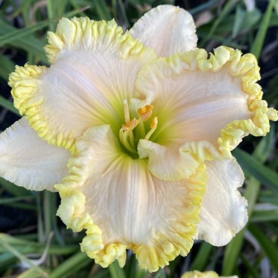 Wonder Of It All Daylily | Stunning Daylily | Oakes Daylilies