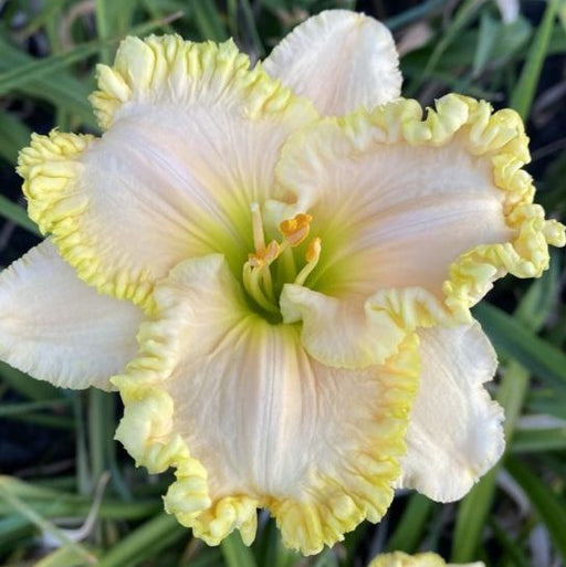 Wonder Of It All Daylily from Oakes Daylilies