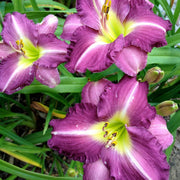 Woodside Amethyst Daylily from Oakes Daylilies