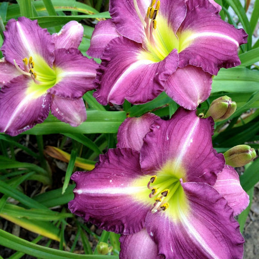 Woodside Amethyst Daylily from Oakes Daylilies