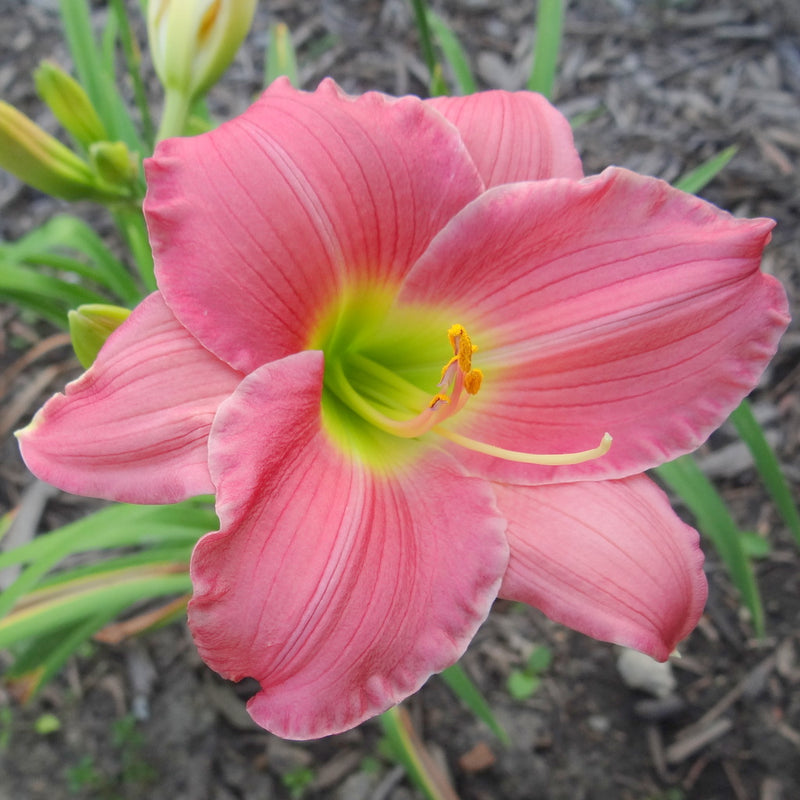 Woodside Romance Daylily from Oakes Daylilies